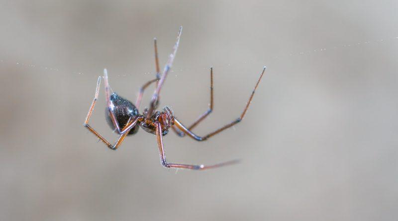 pająk w sieci